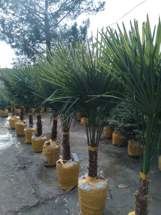 Арча. Сасна туя книжный можовелник