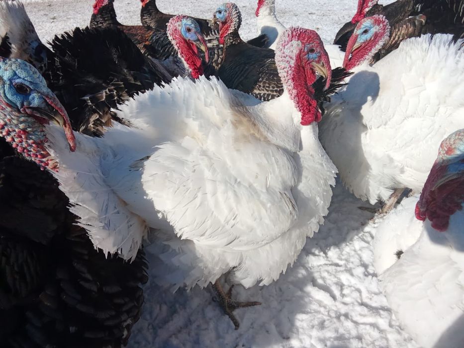 Индюки продам вывод Апрель 2025