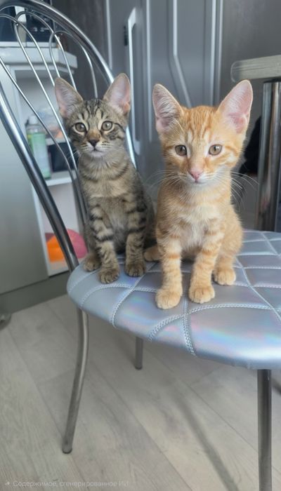 Котята в добрые руки.