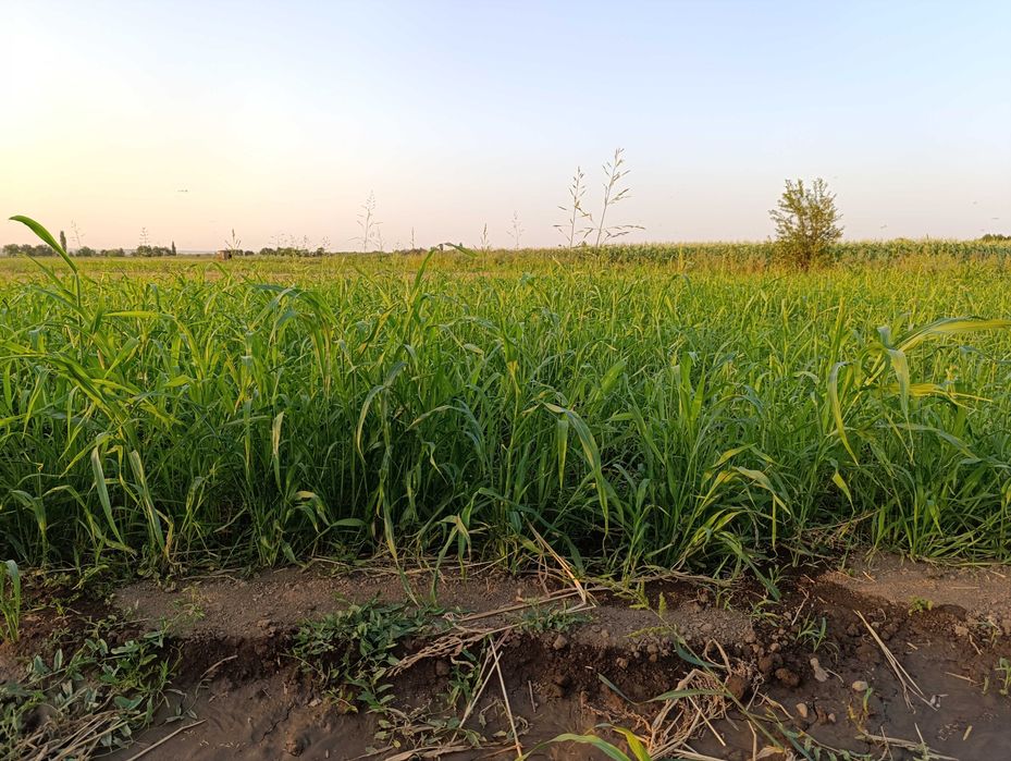 Сено суданка .    .  .