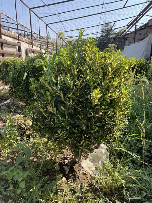 Сарик шамшод срочна сотилади