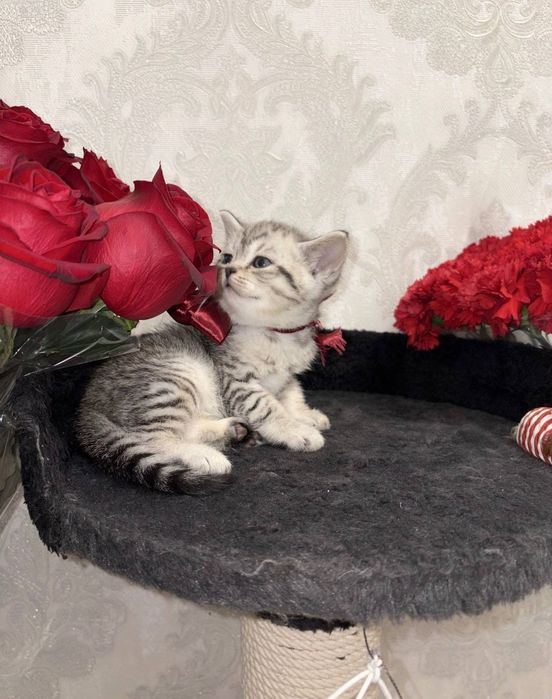 Шиншилла Мальчик, котенок 1,5 мес
