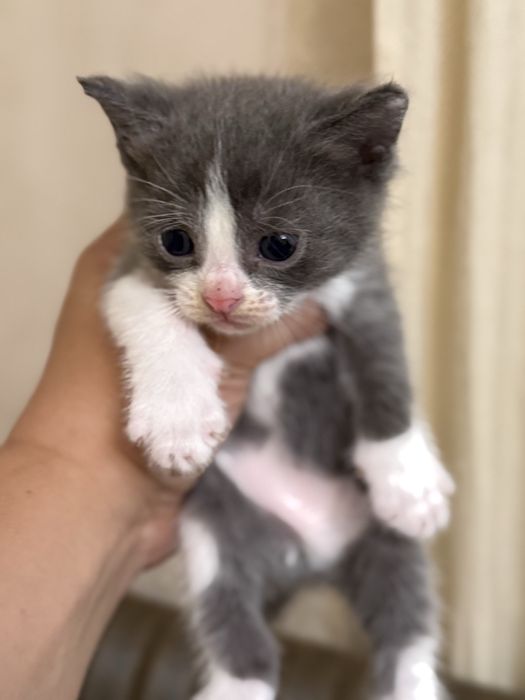 Вислоухие котята