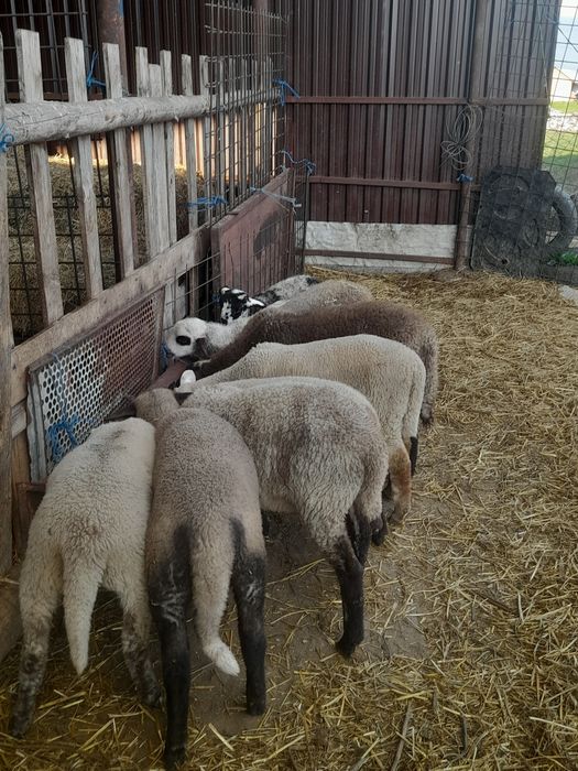 Vând miei 25 kg lei kg