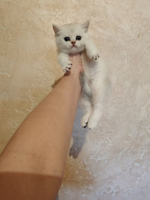 Алматы Шиншиллы Серебро