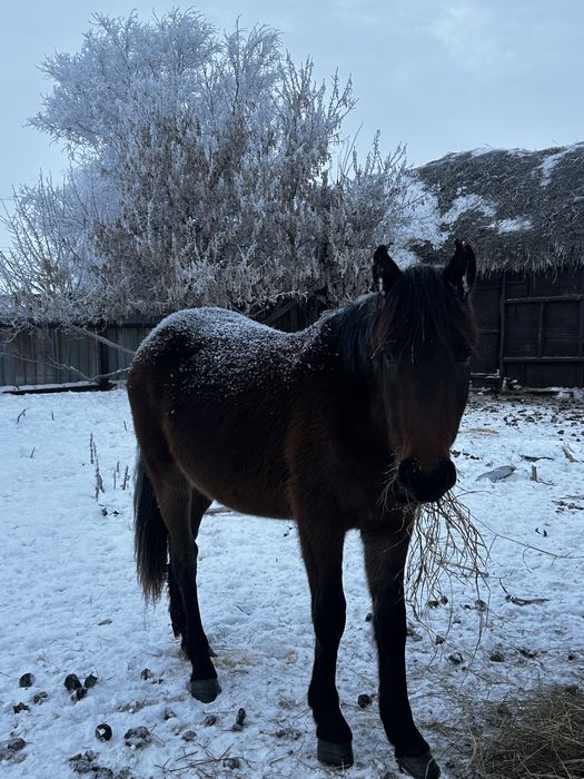 Құнан 1.5 жаста екеуі