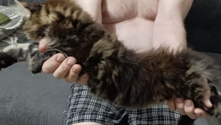 Продам котят Мэйн Кунов