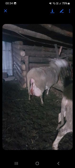 Vand berbeci rasa foarte buna laguna franceza .