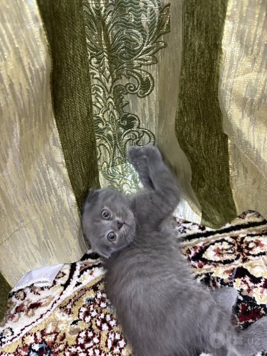 Шотландские котята