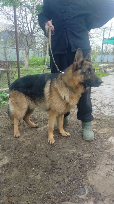 Кобель ищет невесту