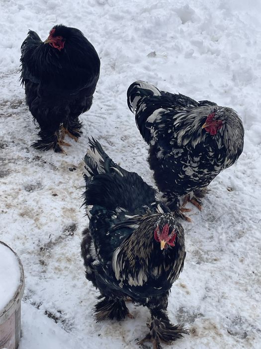 Vand cocasi si gaini brahma