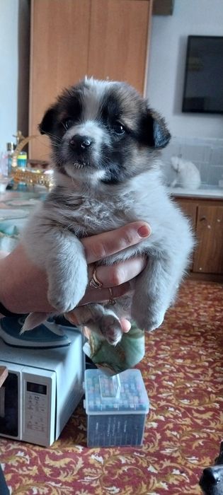 Отдам щенка в хорошие руки.