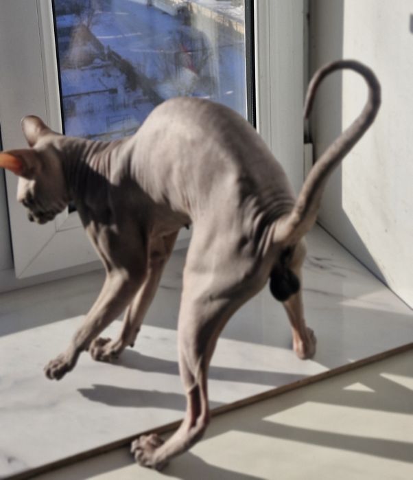 Донской сфинкс  для  вязки