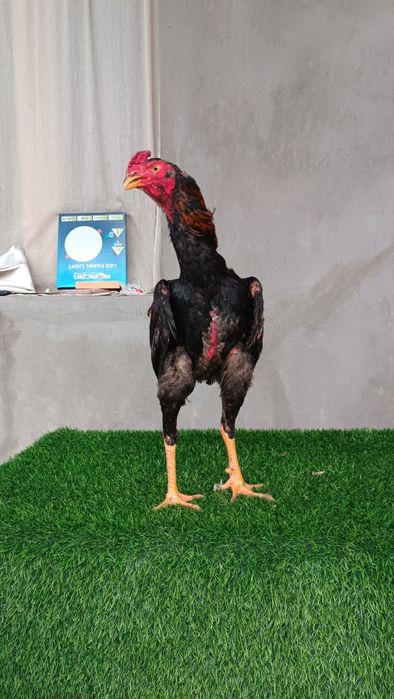 Dakan joja xoroz sotiladi