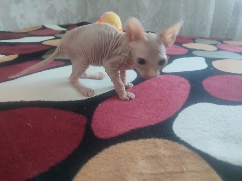 Котенок сфинкс   .