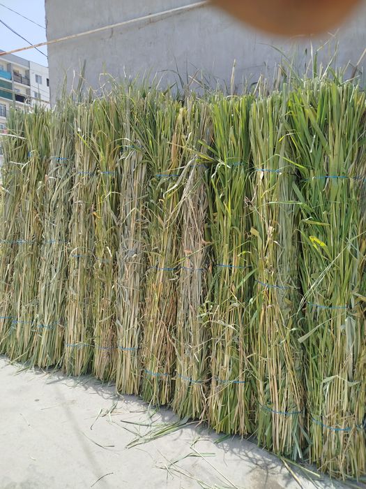 Porno onlayn tomosha: Rus oqituvchisi uning etagini aygoqchi qildi