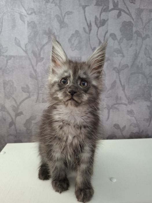 Мейн-кун девочки