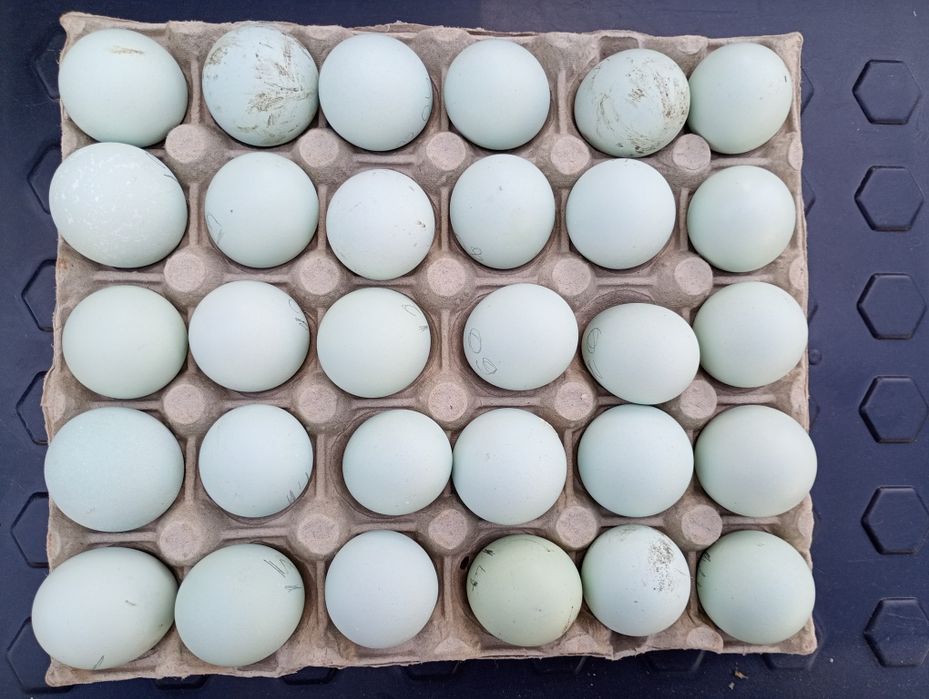 Oua Ameraucana BBS