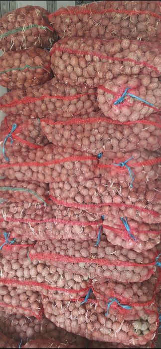 Cartofi de samanta de Covasna