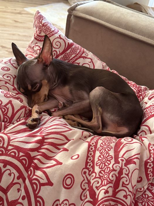 Той-терьер Миланья ищет ковалера