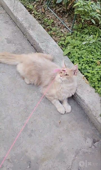 Кот Мейн кун продается