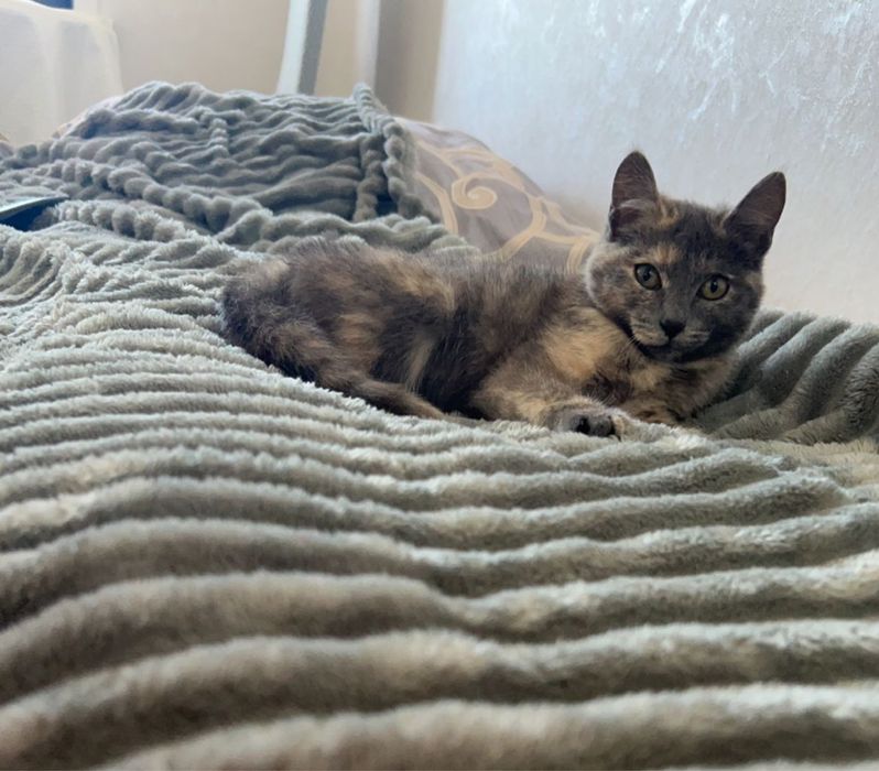 Отдам кошку в добрые руки