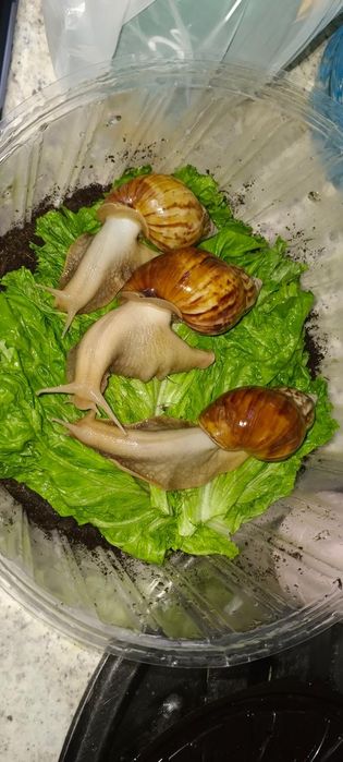 Косметические улытки