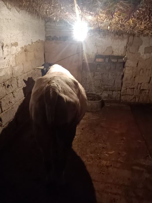 Семіз буха екі жасар су