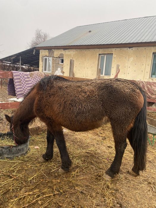 Бие сатылады буаз