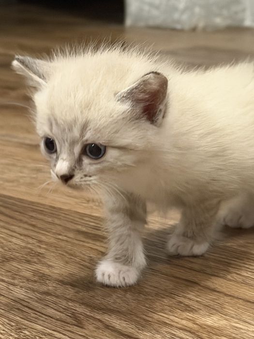 Котятки в добрые руки
