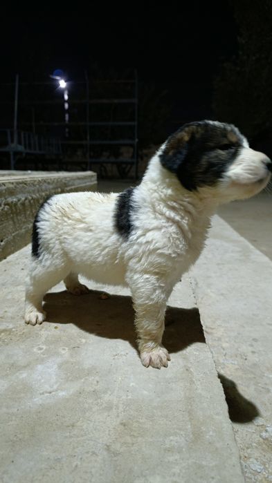 Алабай күшік сатылады. Ұрғашы.