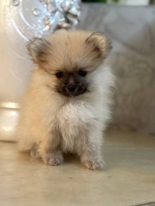 Щенок шпица продается