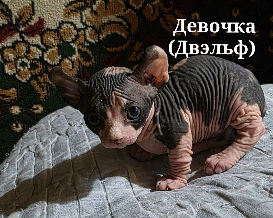 Котята Сфинксы !