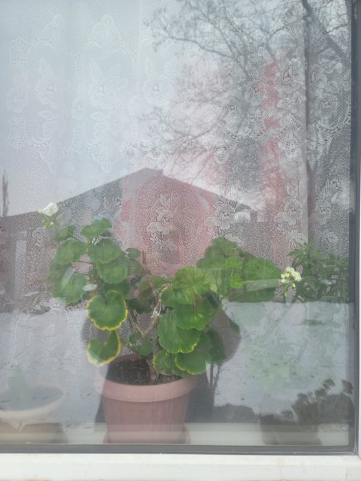 Домашние цветы алоэ 2летний