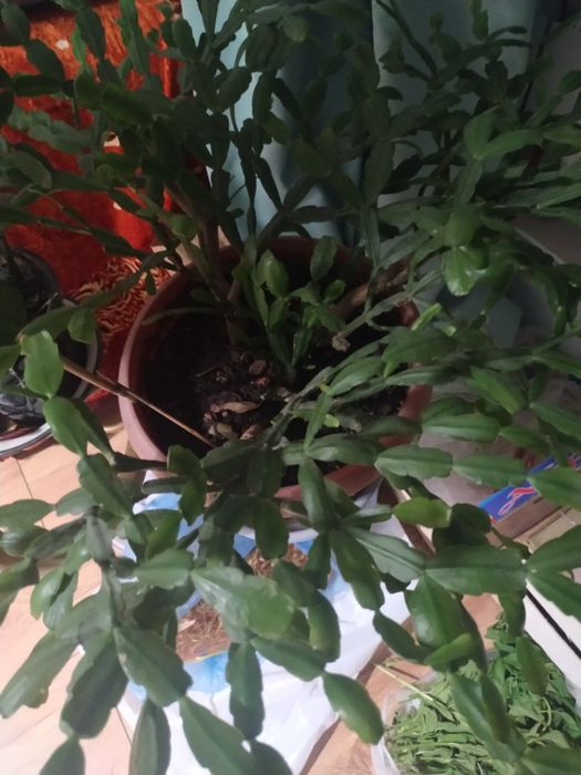 Цветы домашние. Много разных