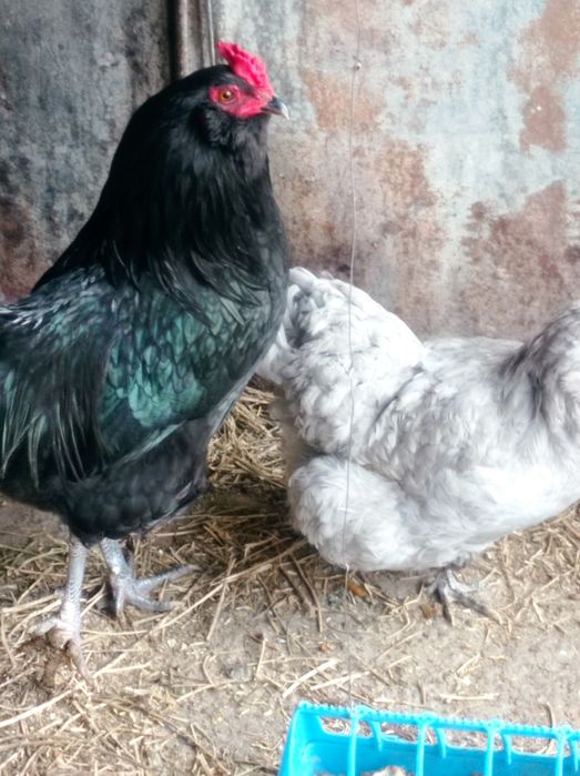 Продаются домашние яйца на инкубацию