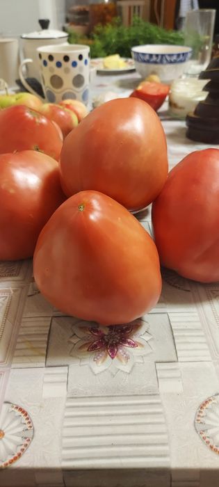 Продам  помидоры  домашние  1300 тнг кг