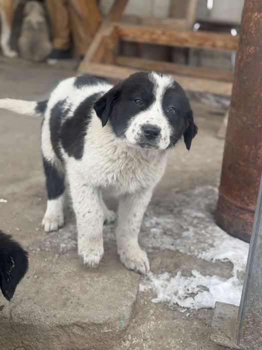 Продам шинков алабай