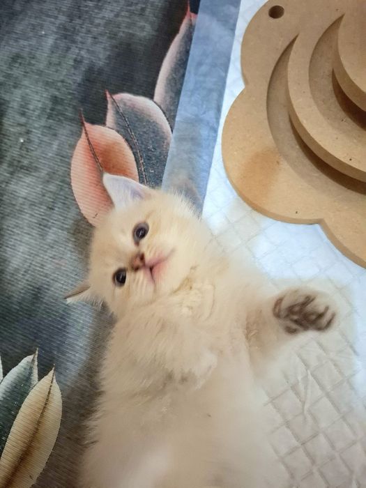 Котенок голубоглазый