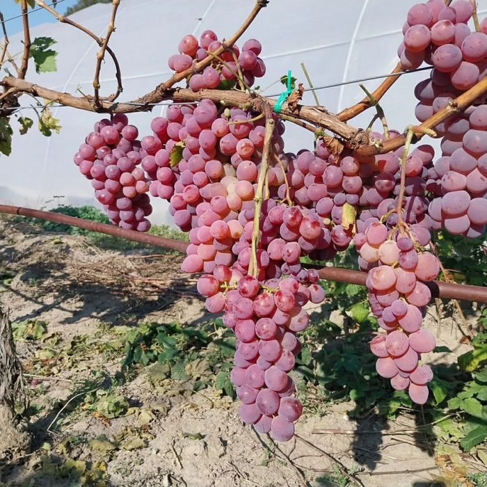 POMI fructiferi clasici ,pomi fructiferi columnari ,vita de vie