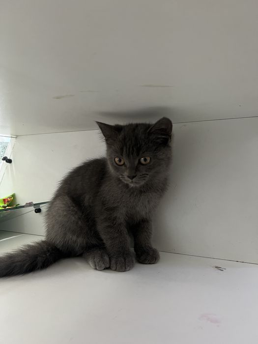 Шотландские котята 2 мес