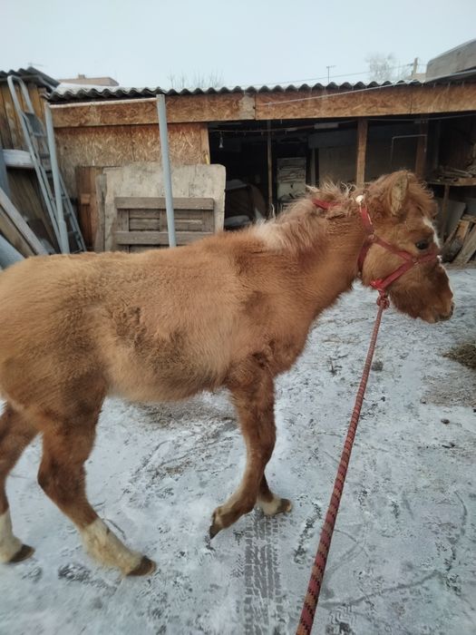 Жабагы ургашшы, продам