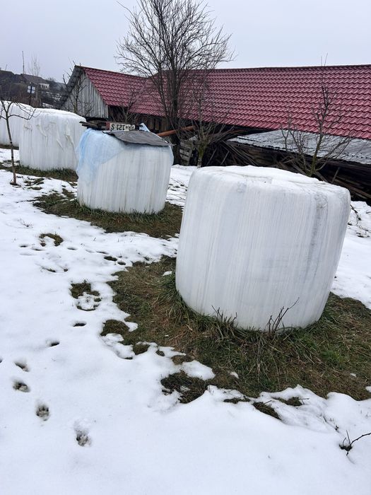 Vand balotii infoliati