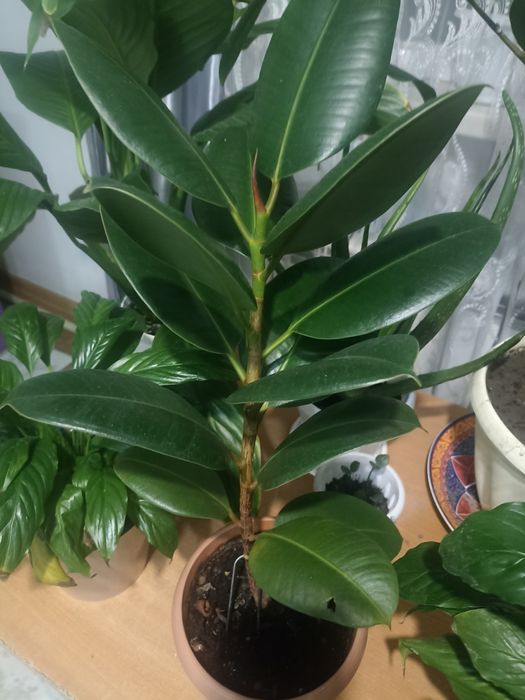 Фикус цветы зорршии