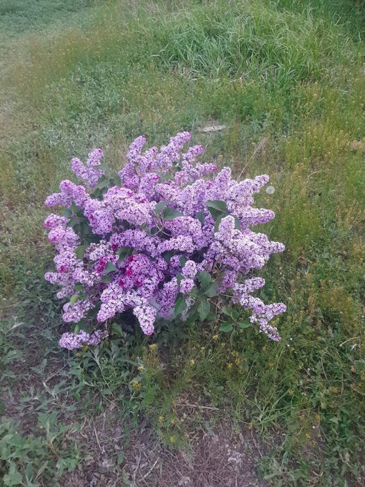 Большой сирень букет свежий