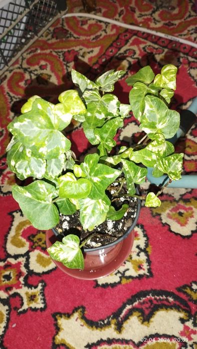 Продается Шикарный Плющ вариегатный