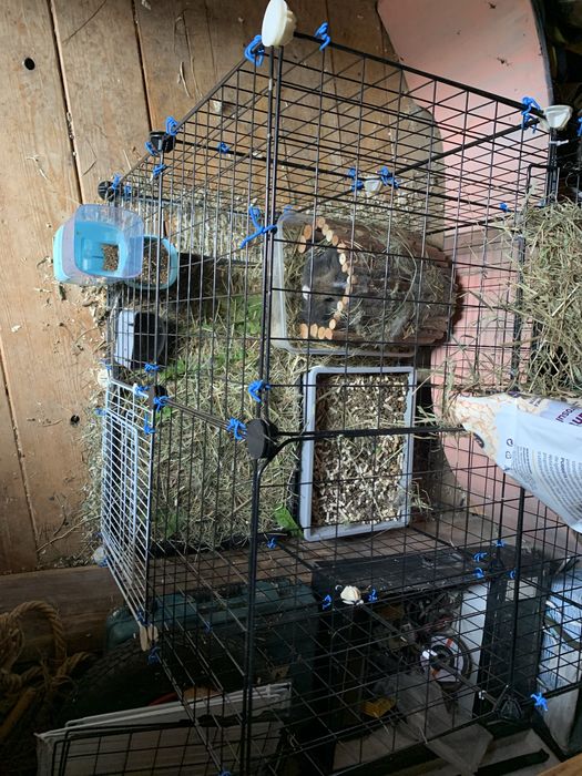 Vand iepure coama leu