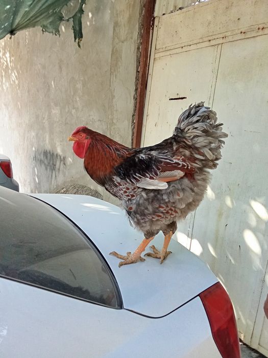 Виандот голубооакаймленный