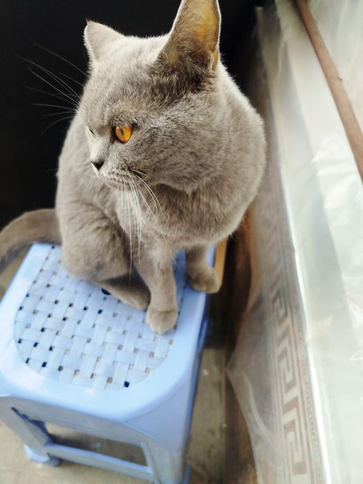 Yaxshi mushuk soğlom erkak