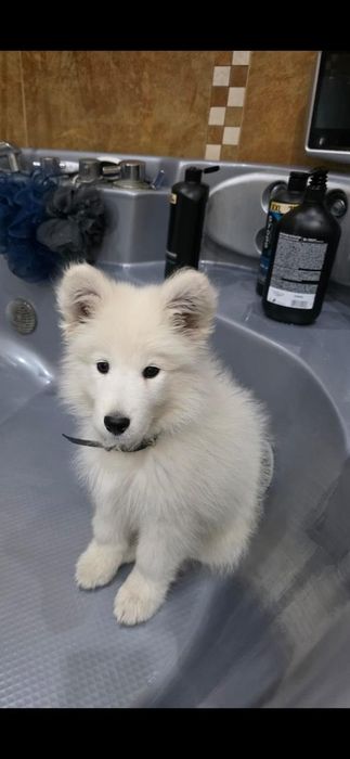 Породисти кученца Самоети